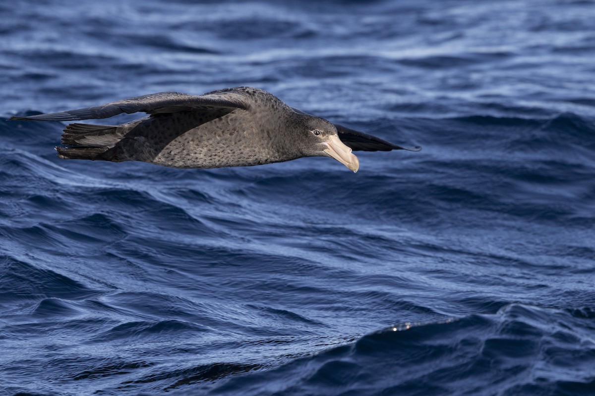 Northern Giant-Petrel - ML638266893