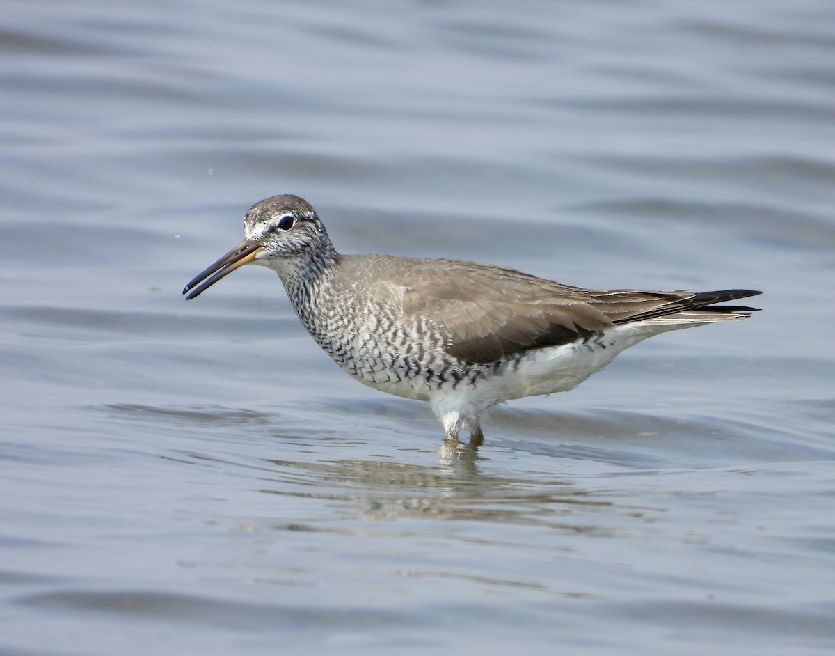 Gray-tailed Tattler - ML638266897