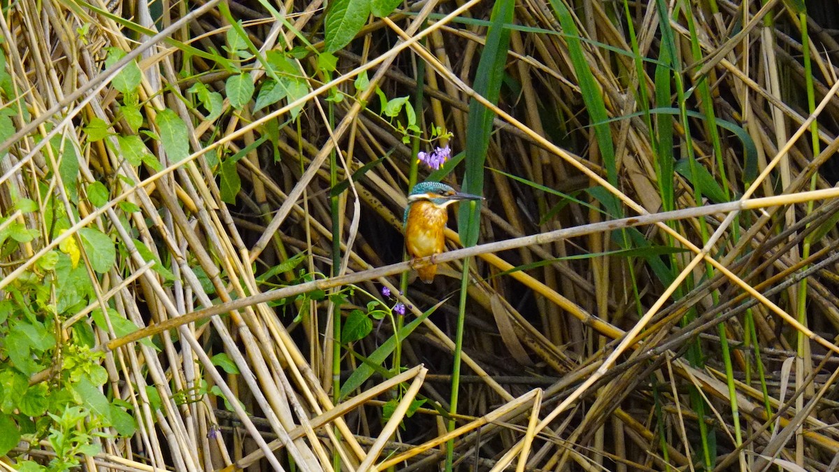 Common Kingfisher - ML638266902