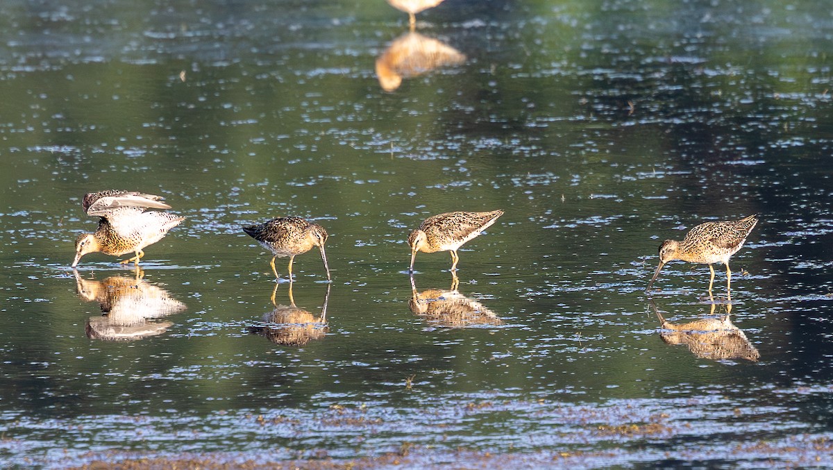 Short-billed Dowitcher - ML638266903