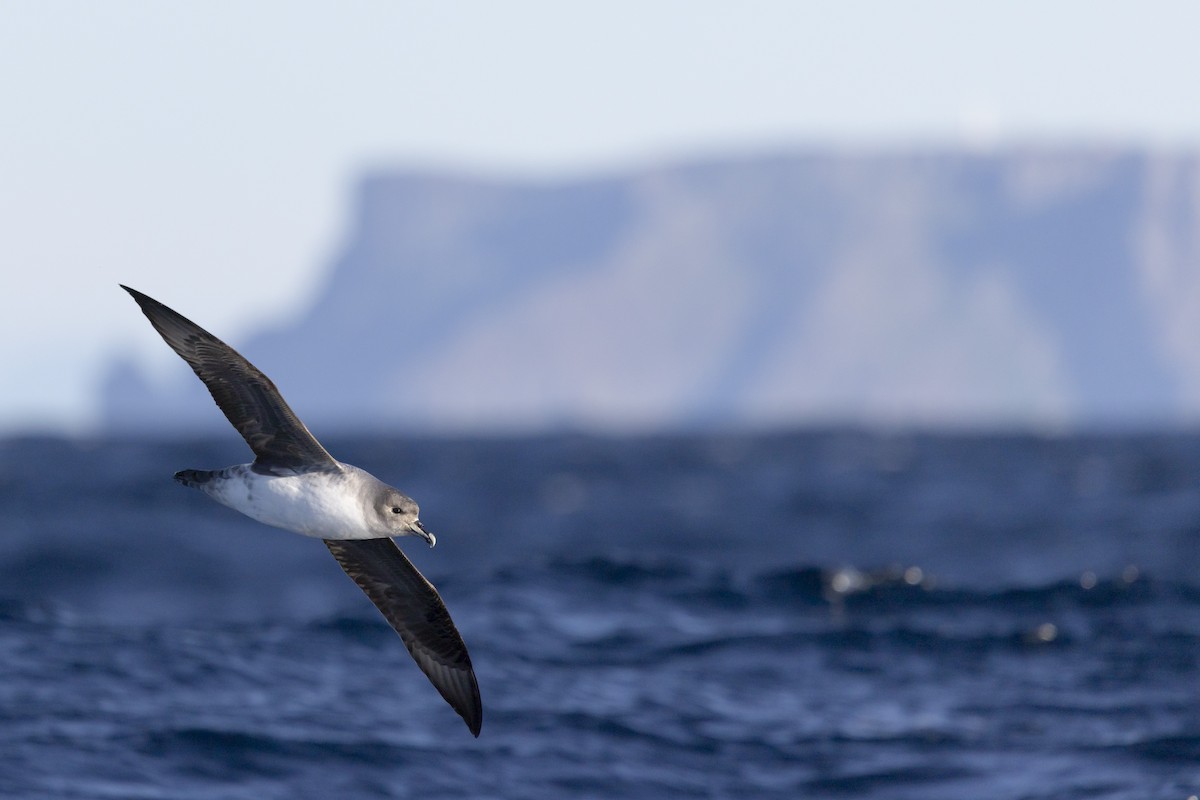 Gray Petrel - ML638266904