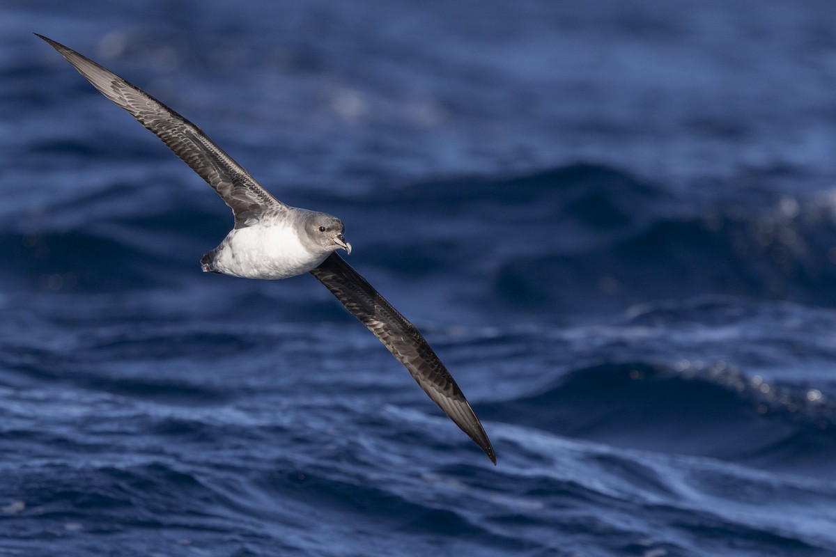 Gray Petrel - ML638266908