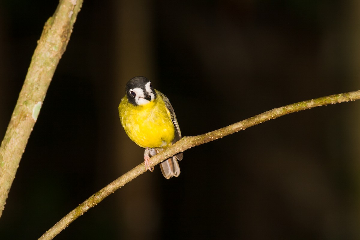 White-faced Robin - ML638266911