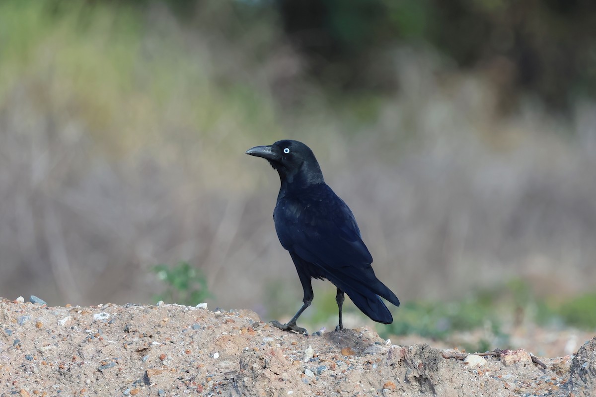 Torresian Crow - ML638266913