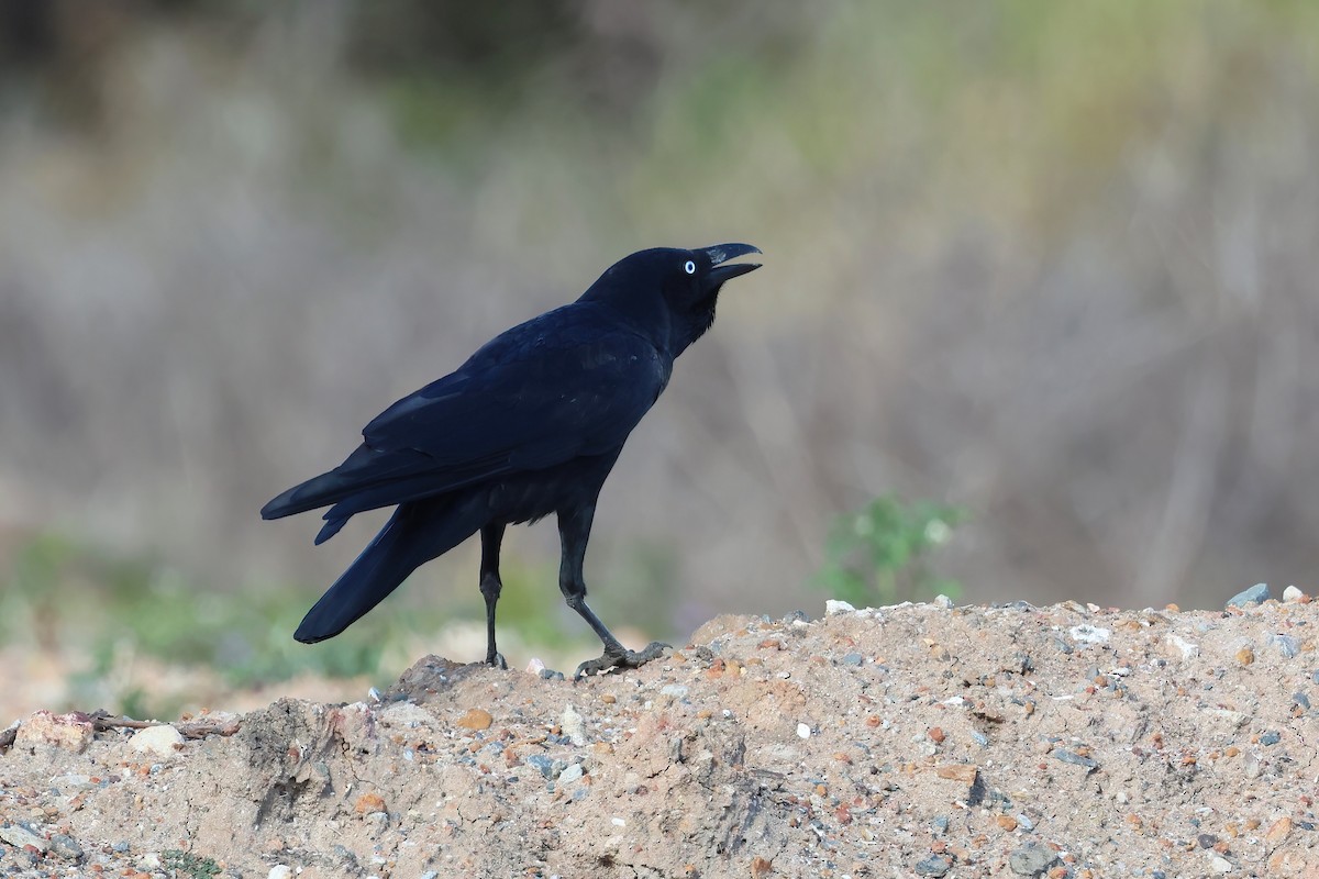 Torresian Crow - ML638266914