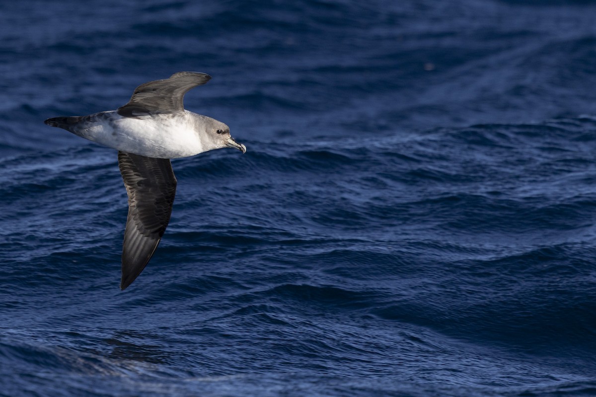Gray Petrel - ML638266916