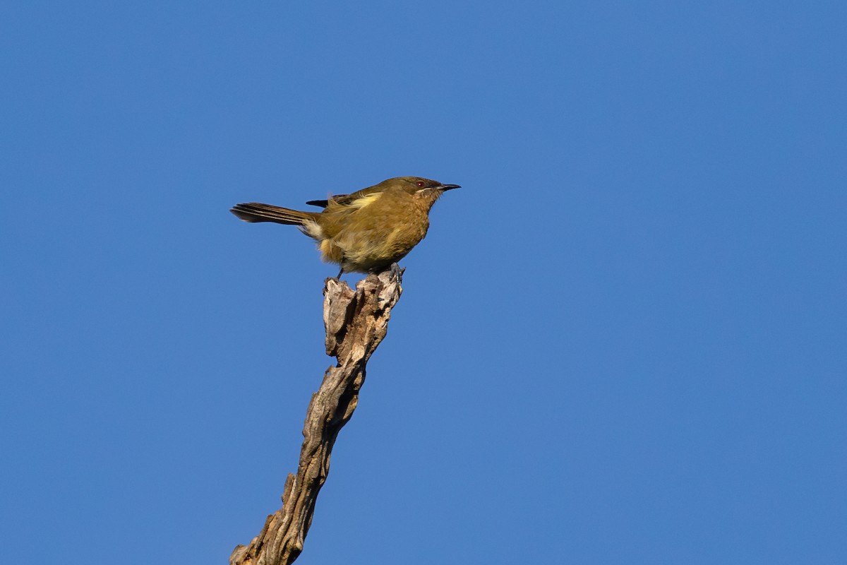 New Zealand Bellbird - ML638266929