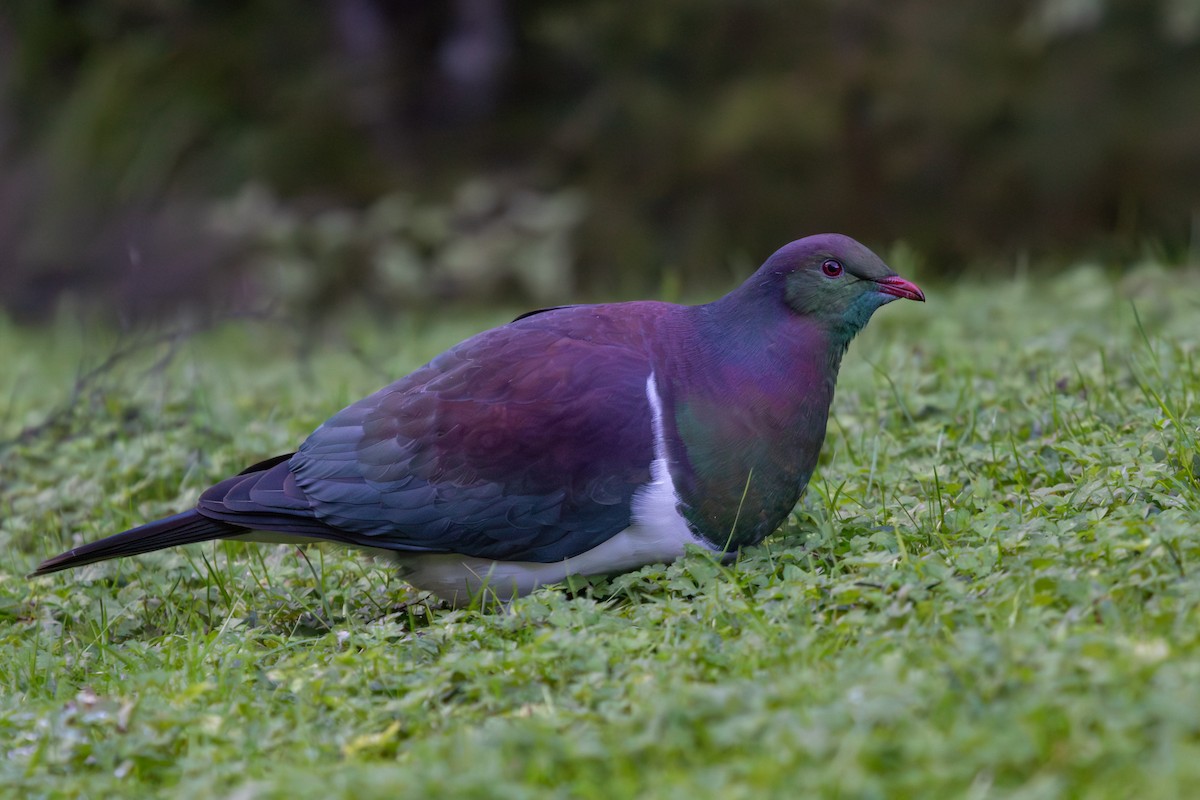 New Zealand Pigeon - ML638266931
