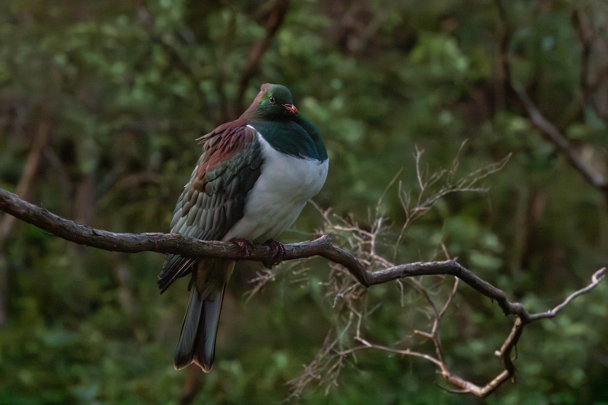 New Zealand Pigeon - ML638266932