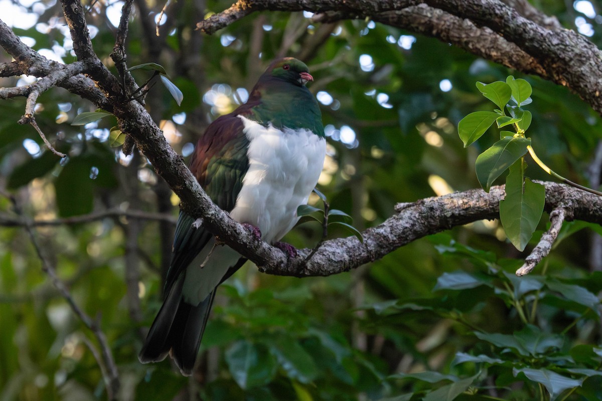 New Zealand Pigeon - ML638266933