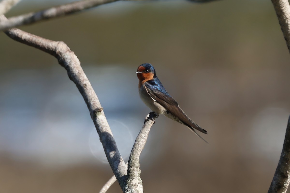 Welcome Swallow - ML638266934