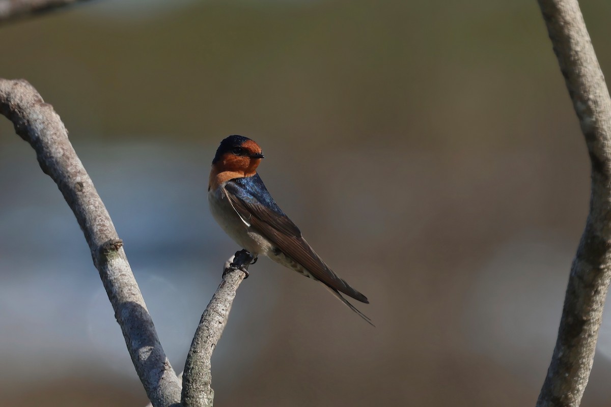 Welcome Swallow - ML638266935