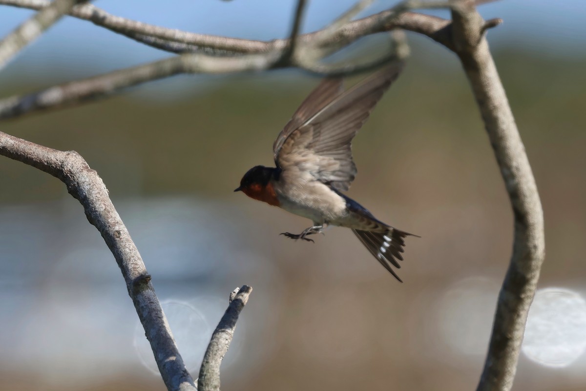 Welcome Swallow - ML638266936