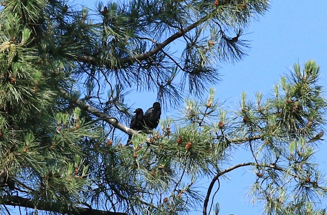 Carrion Crow - ML638266957