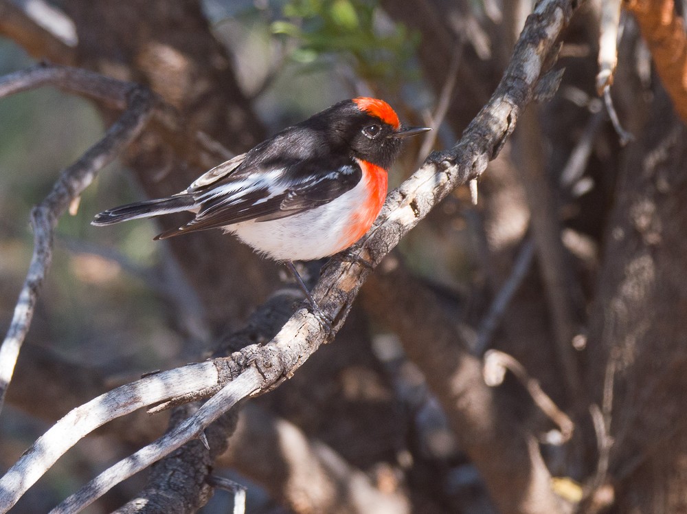 Red-capped Robin - ML638266958