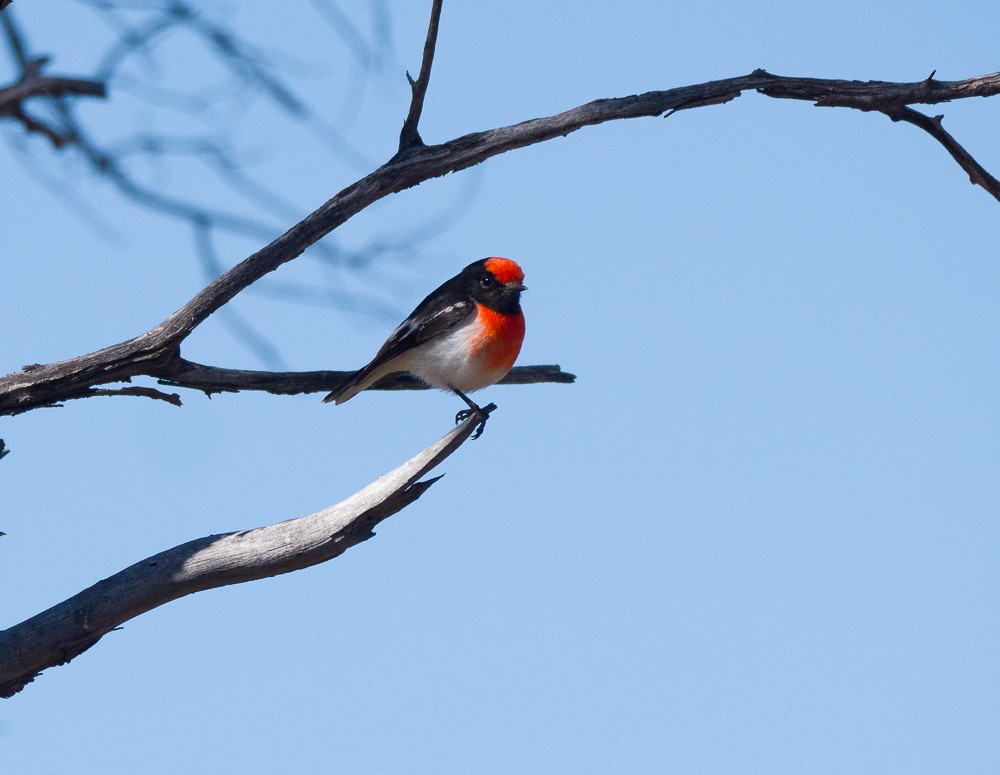 Red-capped Robin - ML638266959