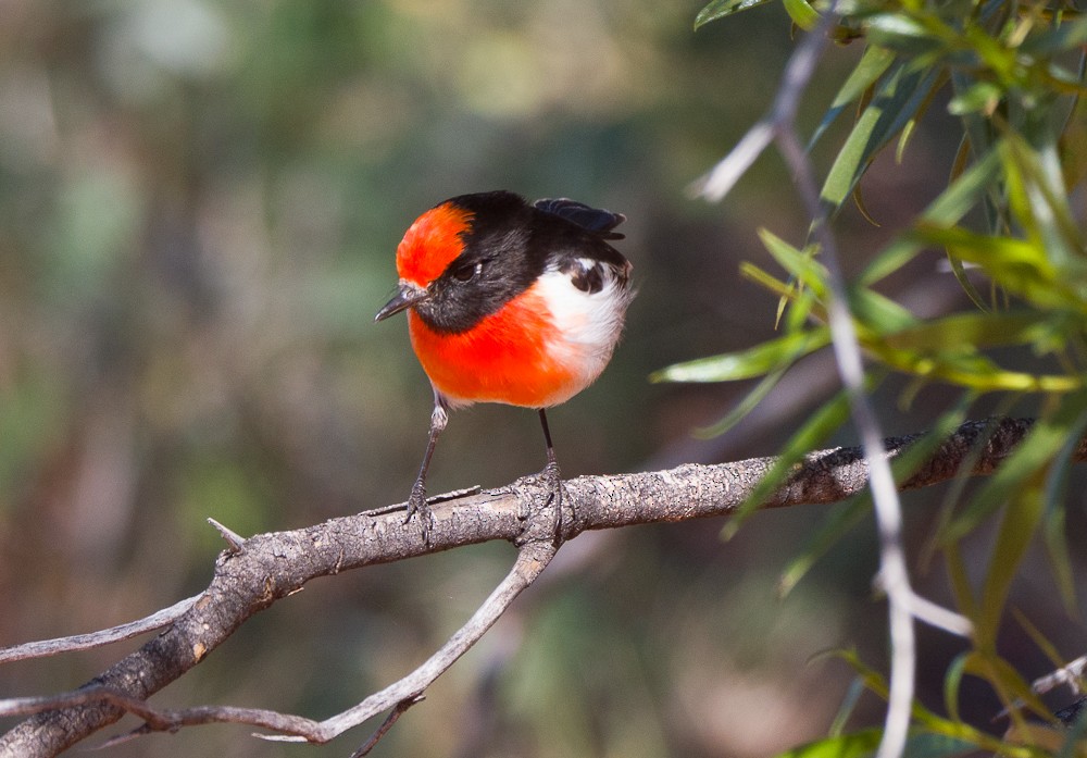 Red-capped Robin - ML638266960