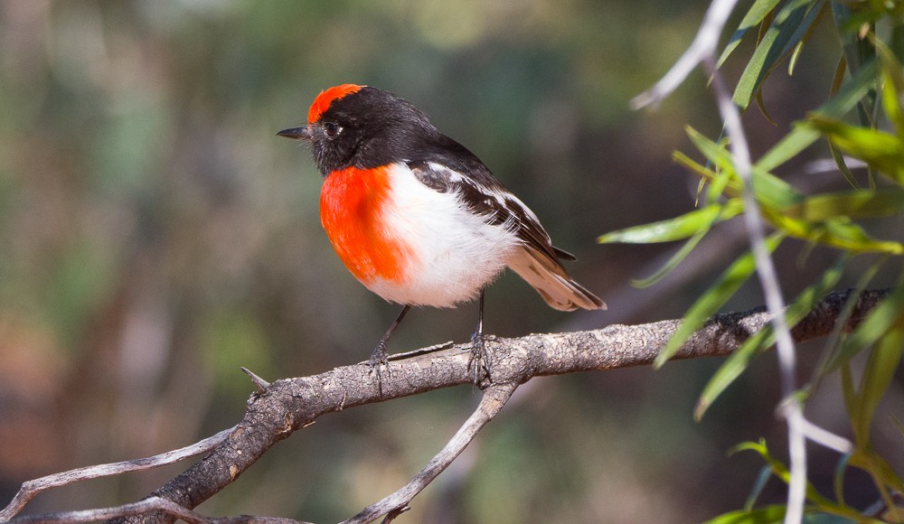 Red-capped Robin - ML638266961