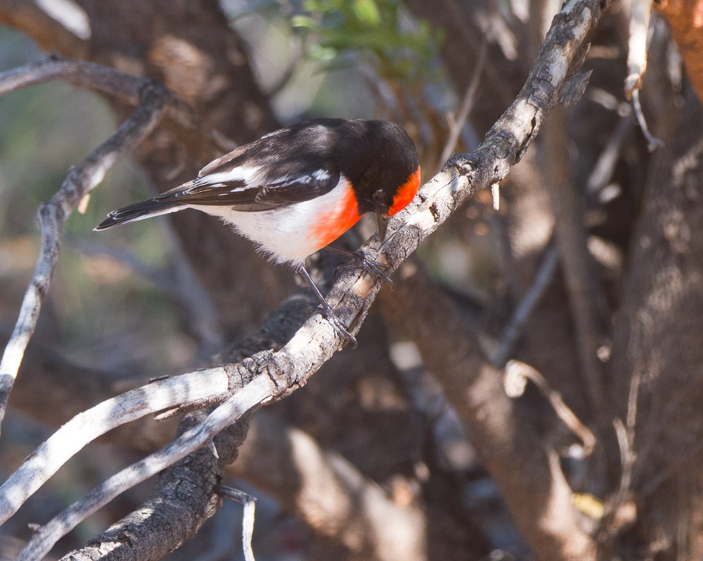 Red-capped Robin - ML638266962