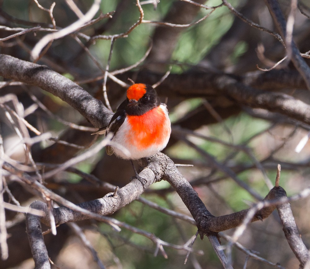 Red-capped Robin - ML638266963