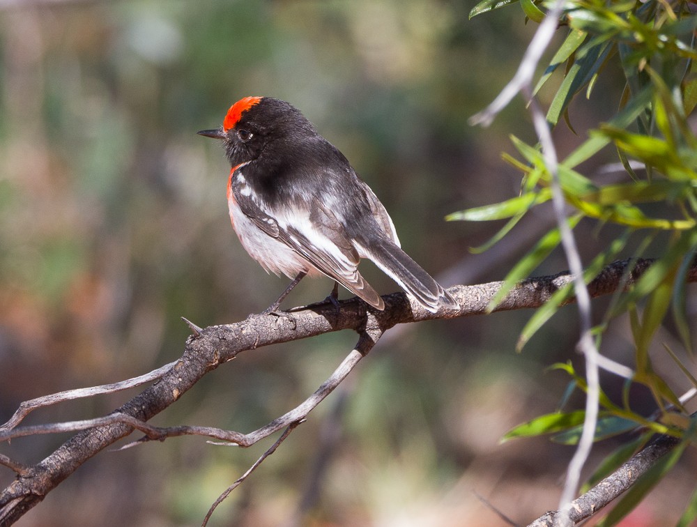 Red-capped Robin - ML638266964