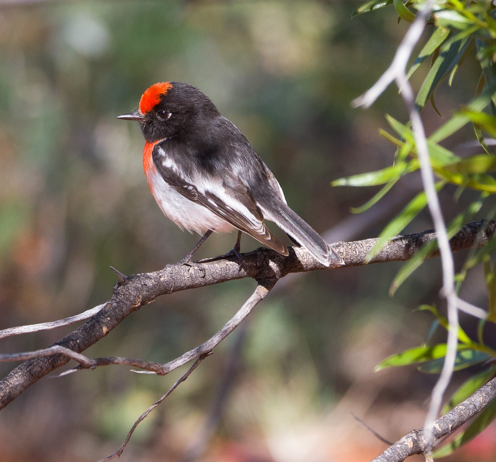 Red-capped Robin - ML638266965