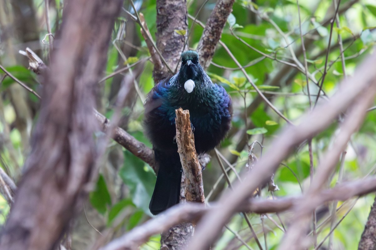 Méliphage tui - ML638266967