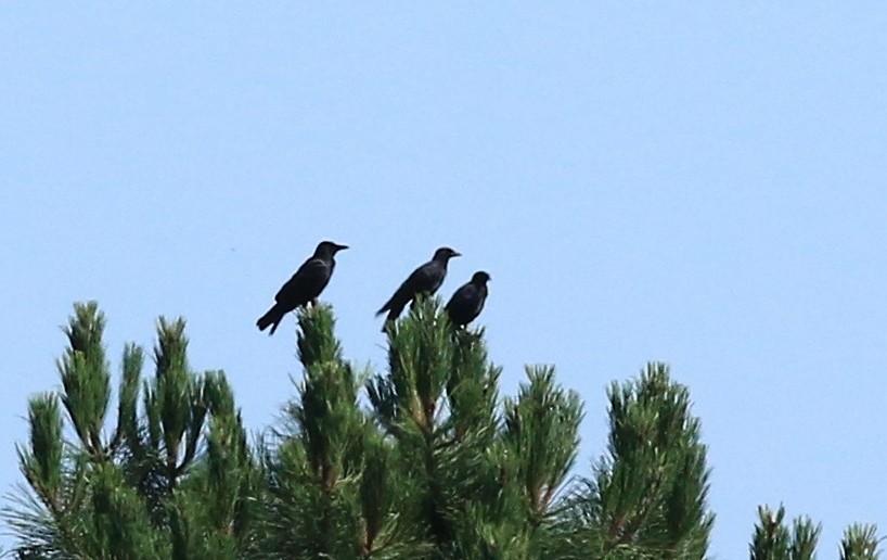 Carrion Crow - ML638266969