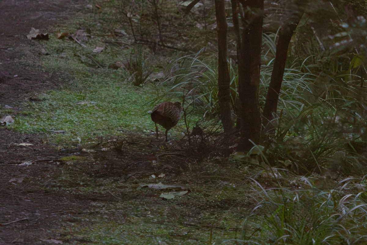 Brown Quail - ML638266970