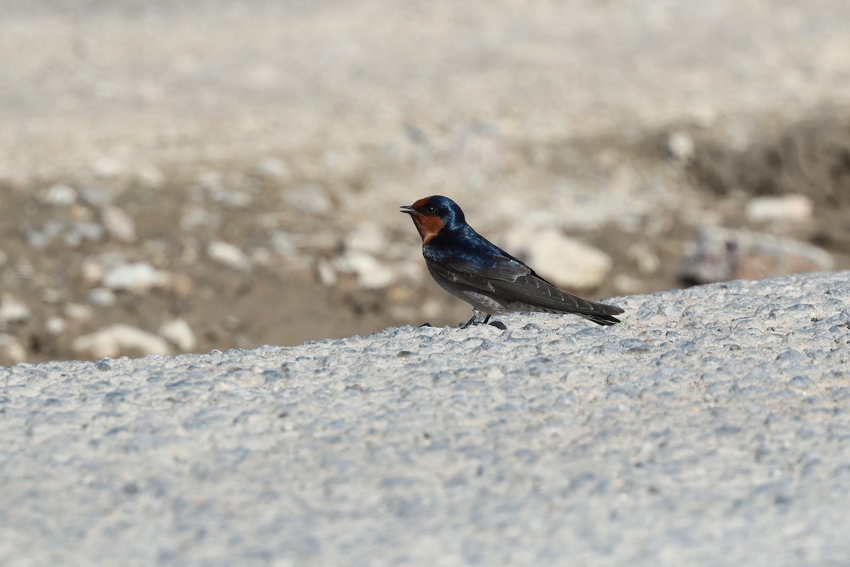 Welcome Swallow - ML638266971