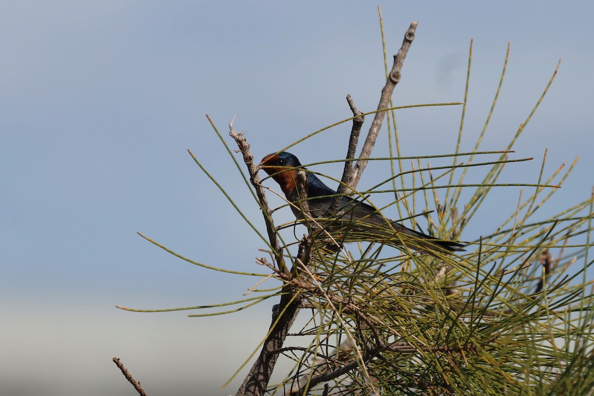 Welcome Swallow - ML638266972