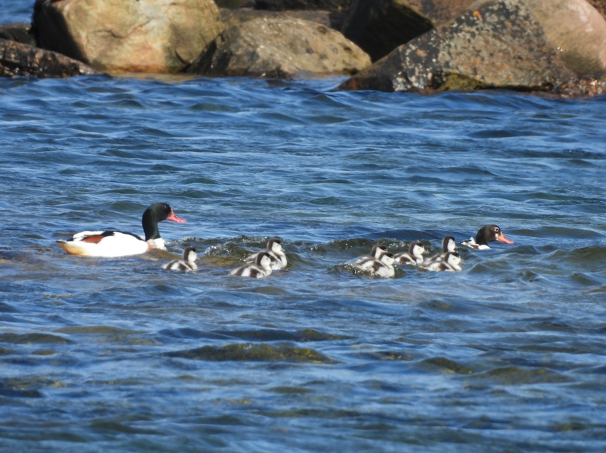 Common Shelduck - ML638266982