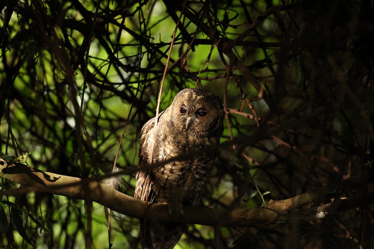 Himalayan Owl - ML638266985