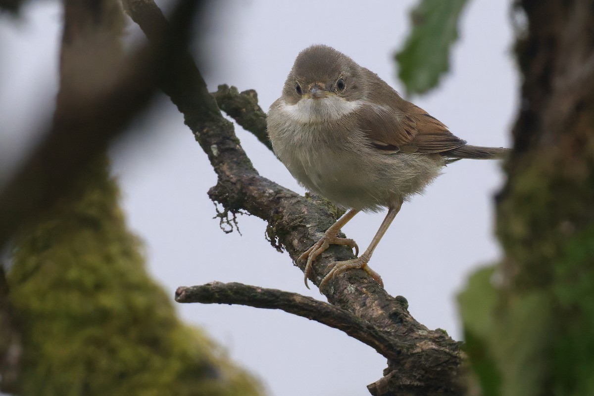 Greater Whitethroat - ML638266986