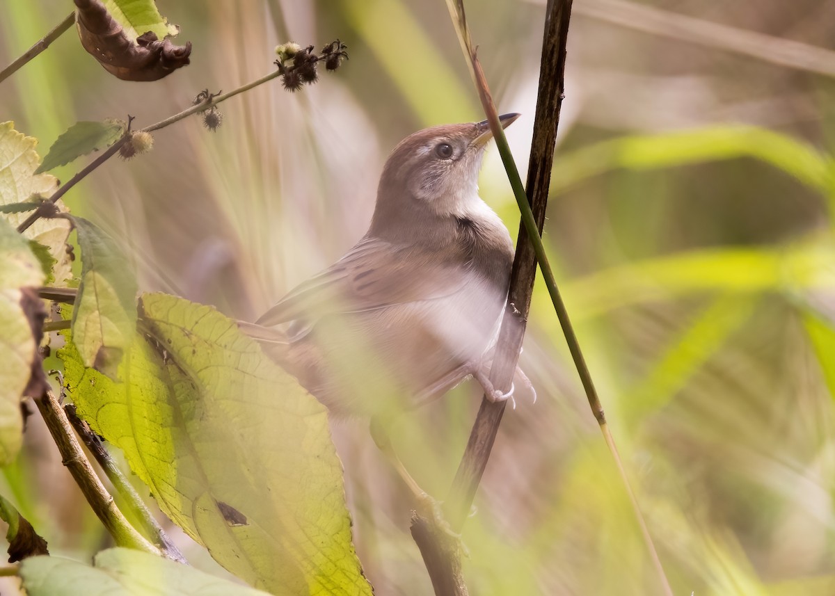 Tawny Grassbird - ML638266988