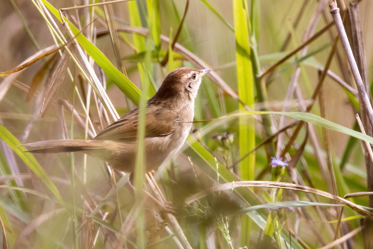 Tawny Grassbird - ML638266989