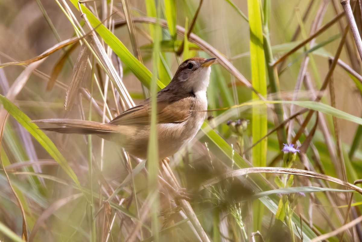 Tawny Grassbird - ML638266990
