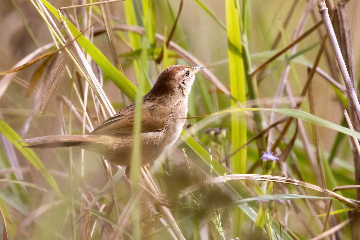 Tawny Grassbird - ML638266991
