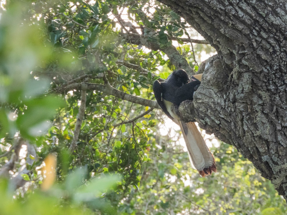 Malabar Pied-Hornbill - ML638267006