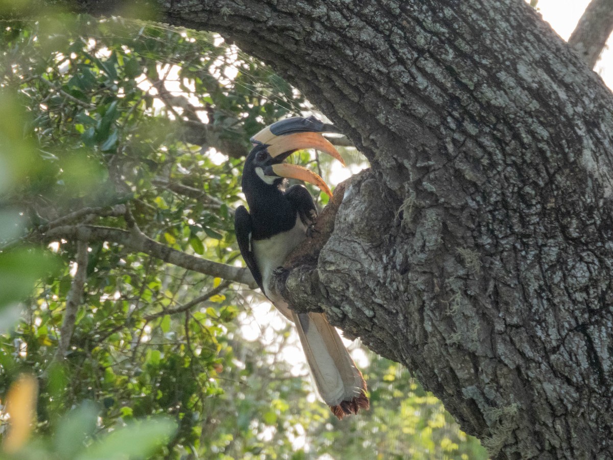 Malabar Pied-Hornbill - ML638267007