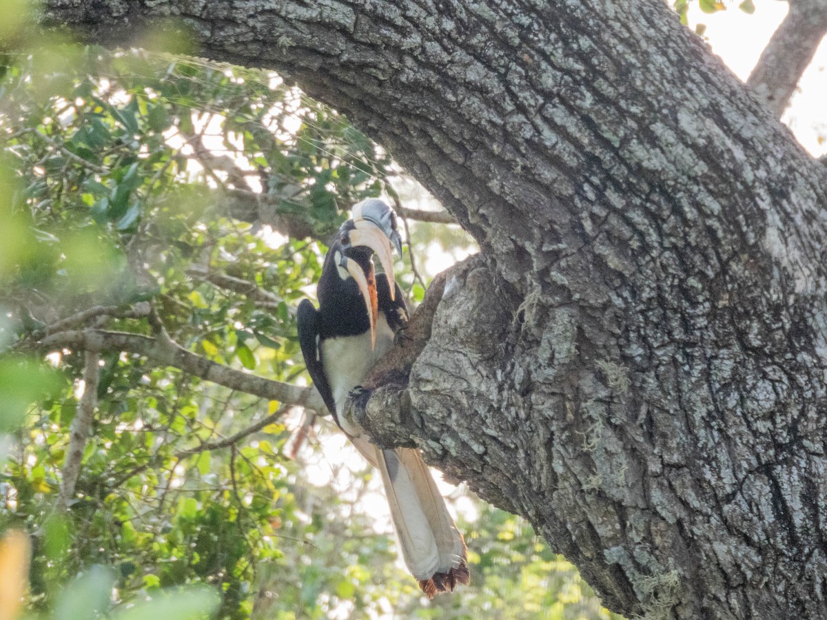 Malabar Pied-Hornbill - ML638267008