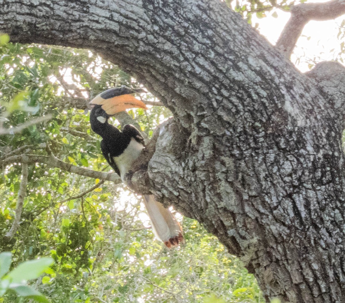 Malabar Pied-Hornbill - ML638267009