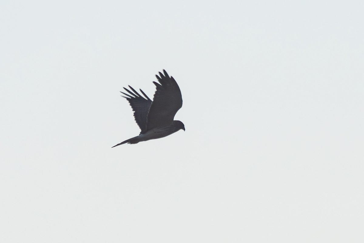Swamp Harrier - ML638267011
