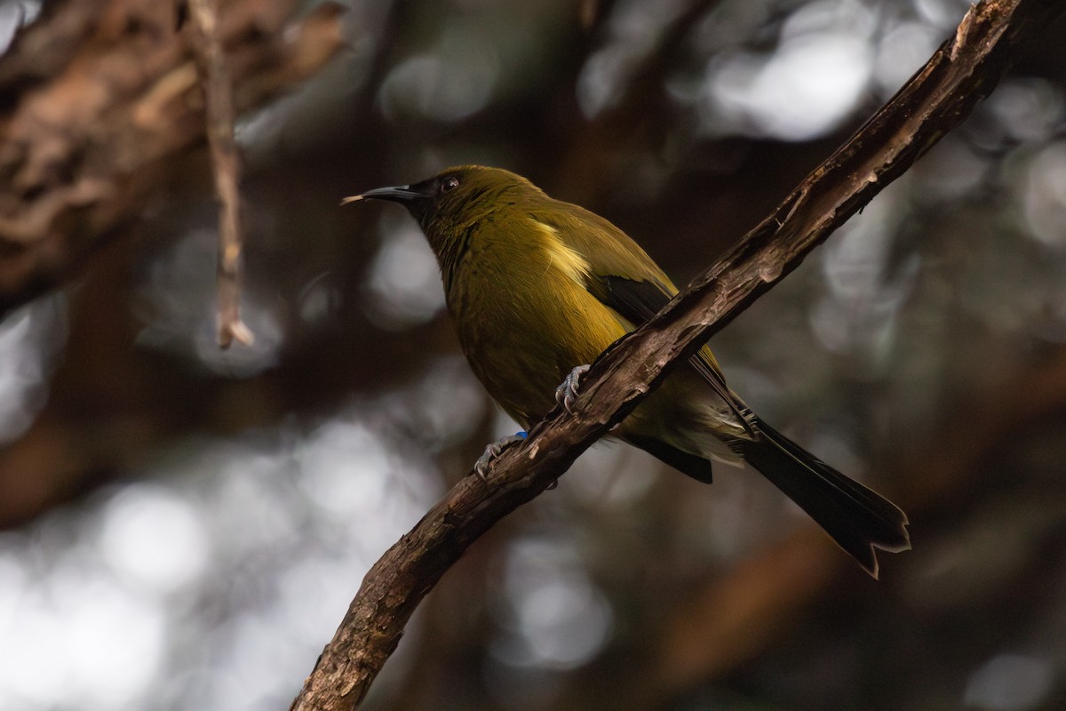 New Zealand Bellbird - ML638267019