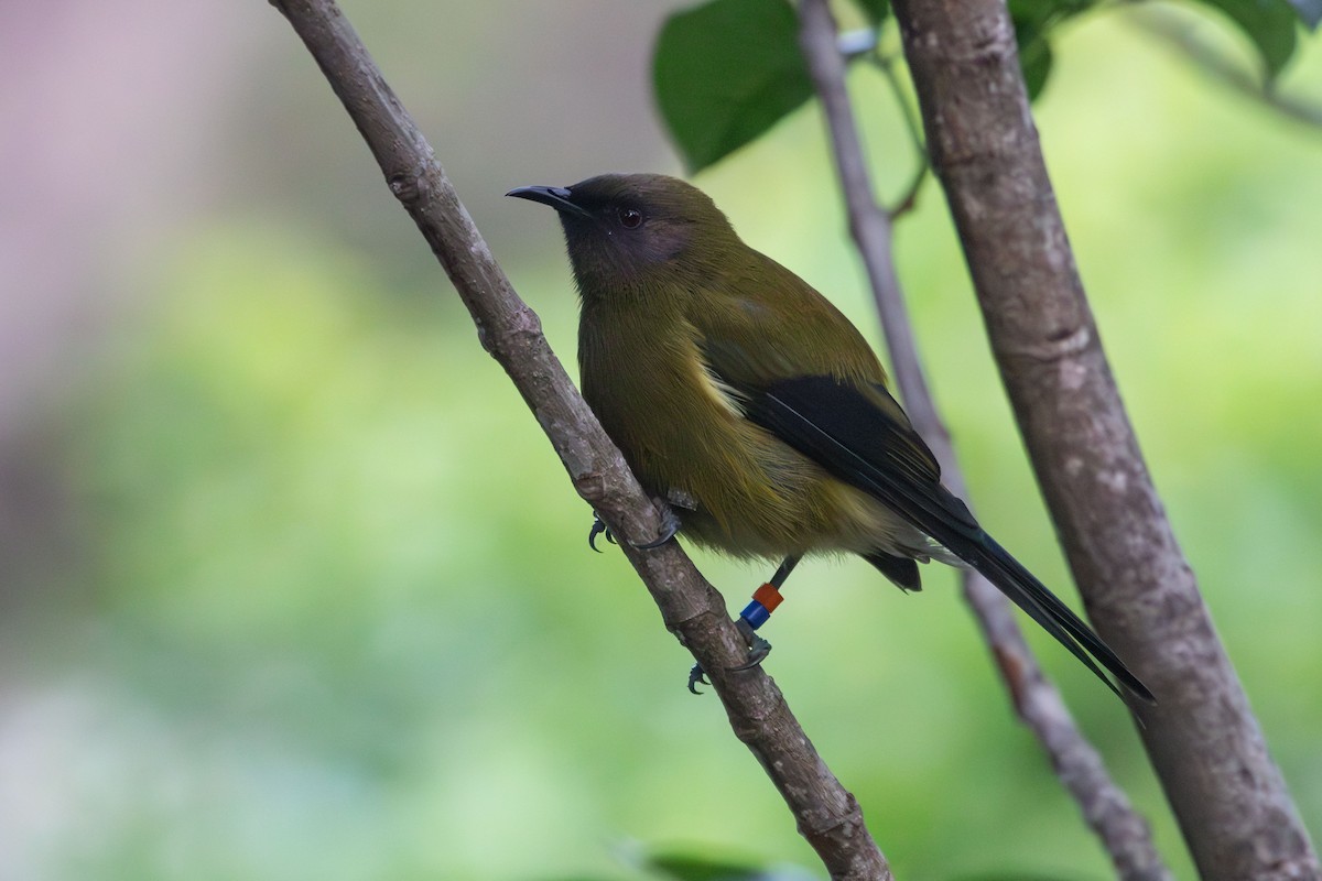 New Zealand Bellbird - ML638267020