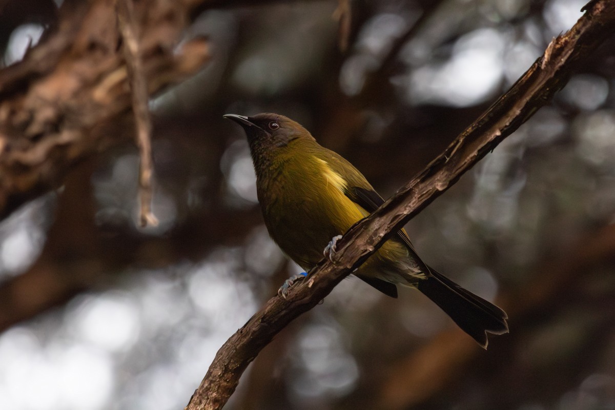 New Zealand Bellbird - ML638267021