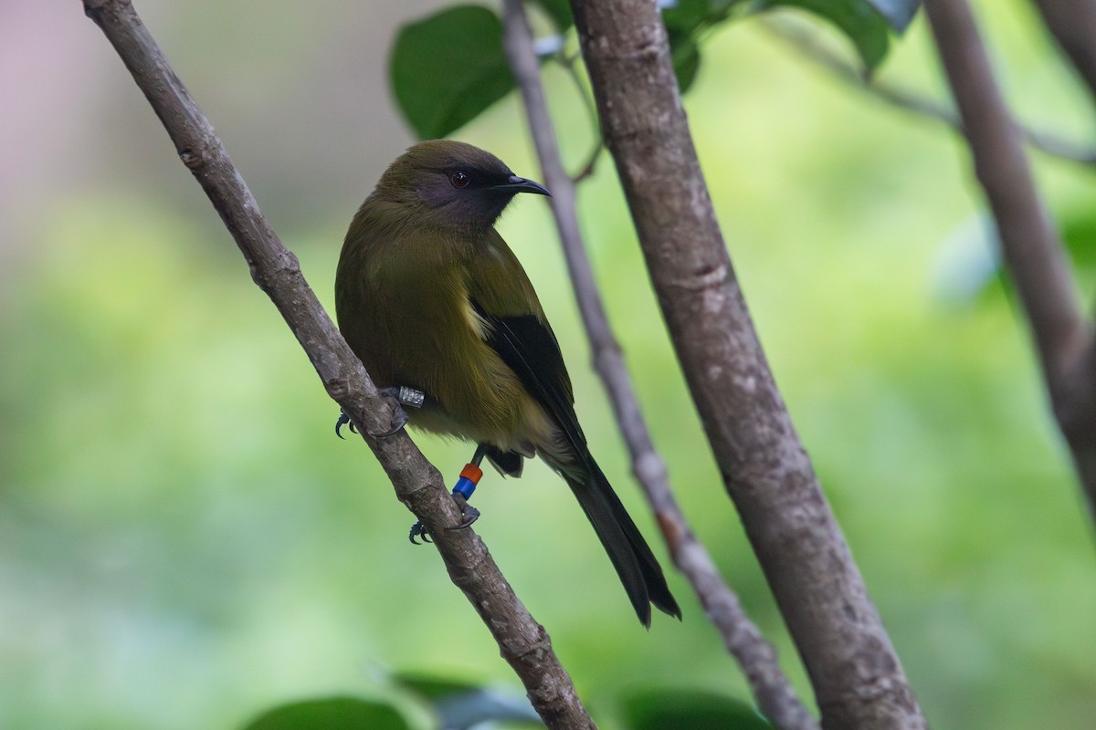 New Zealand Bellbird - ML638267022