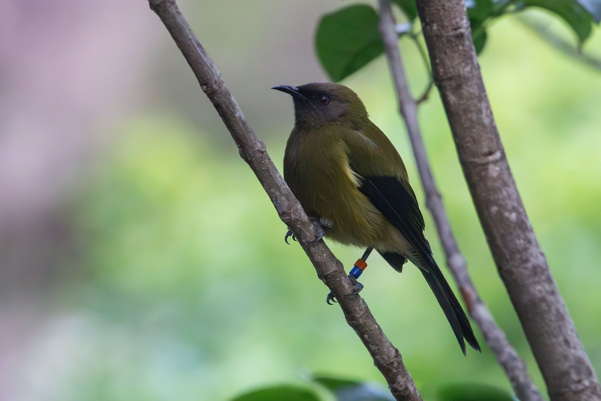 New Zealand Bellbird - ML638267023