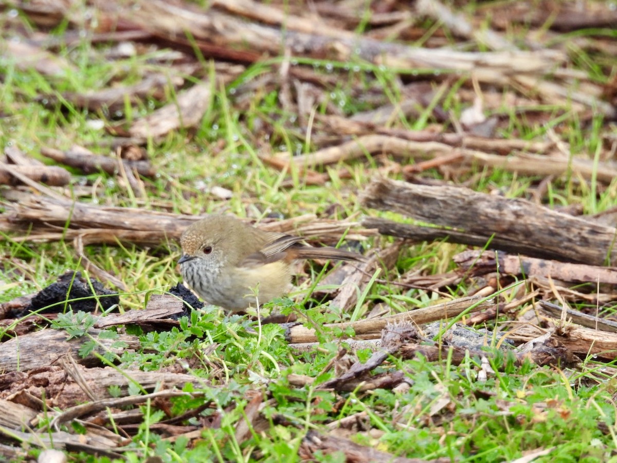Brown Thornbill - ML638267057