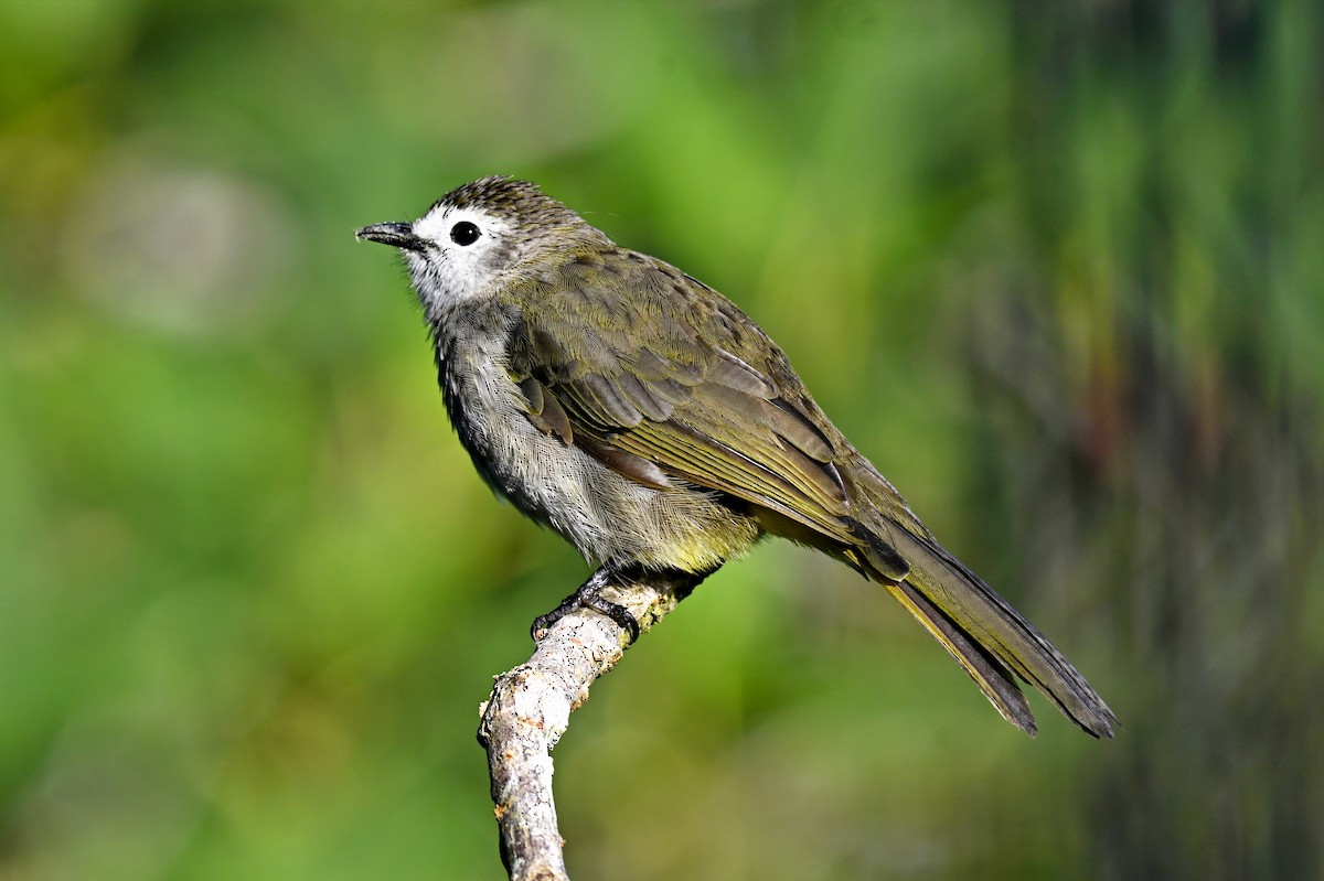 Pale-faced Bulbul - ML638267065